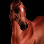 "Pure Polish" Arabian Template