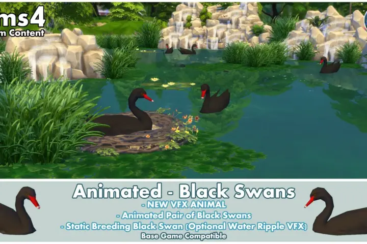 Animated - Black Swans ~ Bird ~ Animal ~ Pet ~ Swan