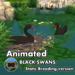 Animated - Black Swans ~ Bird ~ Animal ~ Pet ~ Swan
