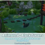 Animated - Black Swans ~ Bird ~ Animal ~ Pet ~ Swan