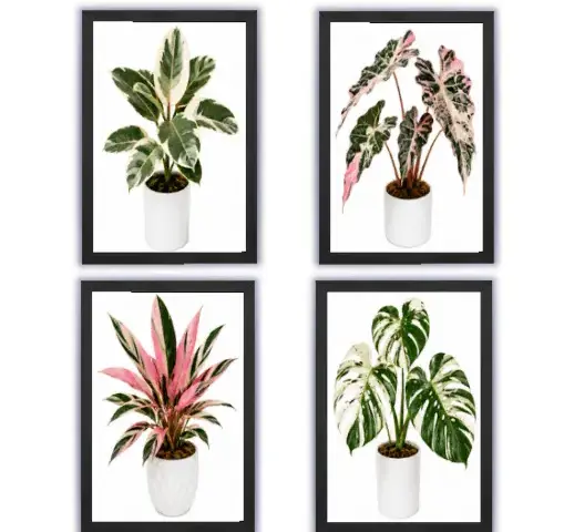 Exotic Plant Paintings