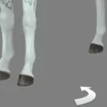 Horse Hoove Colors