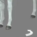 Horse Hoove Colors