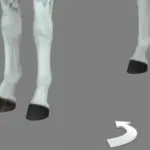 Horse Hoove Colors