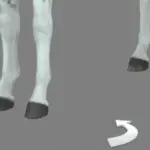Horse Hoove Colors