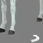 Horse Hoove Colors