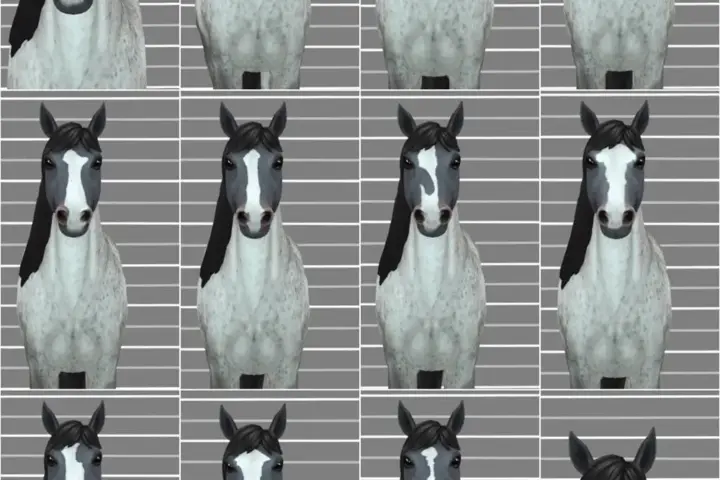 Horse Face Markings Part 5