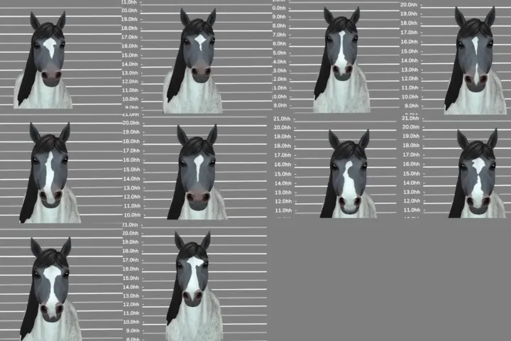 Horse Face Markings Part 4