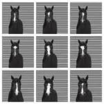 Horse Face Markings Part 3