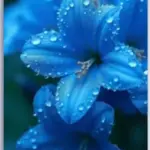 Flower Horizon Canvas Set
