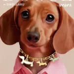 FROGUE & DOGUE COLLECTION