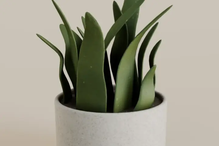 Flora Plant