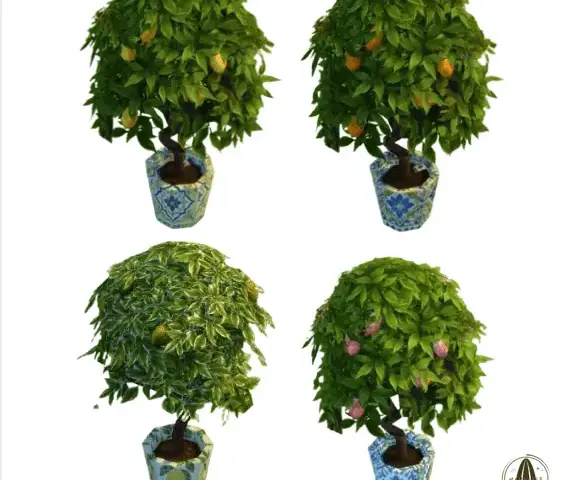 Citrus and Co Collection