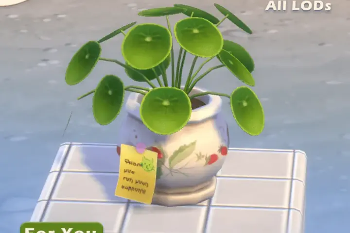 Plumberry | 4U | PottedPilea