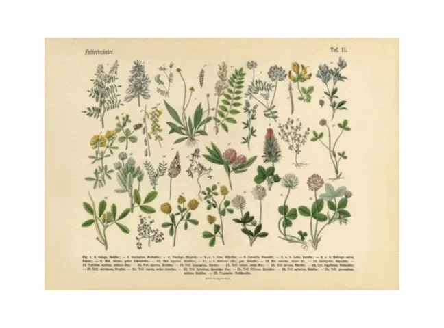 Botanical Horizontal Posters