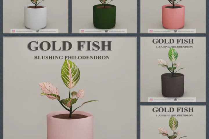 GoldFish plant Blushing Philodendron