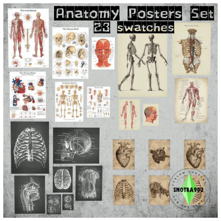 Anatomy Posters Set