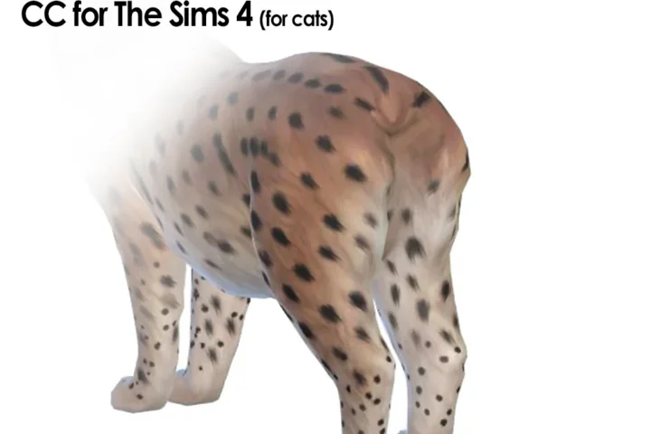 No Tail Cats