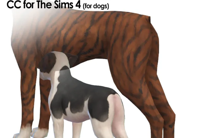 No tail (dogs)