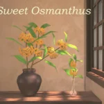 Sweet Osmanthus