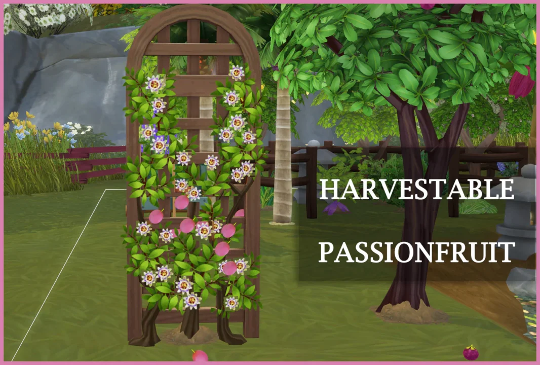 Harvestable Passionfruit