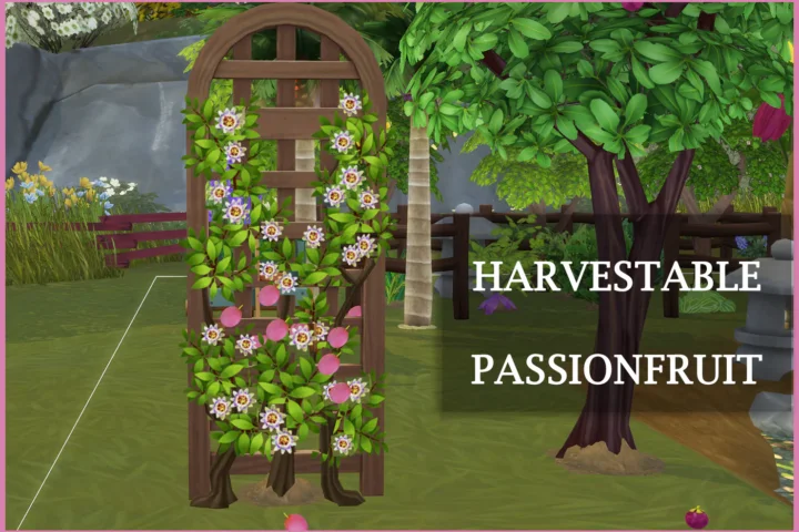 Harvestable Passionfruit