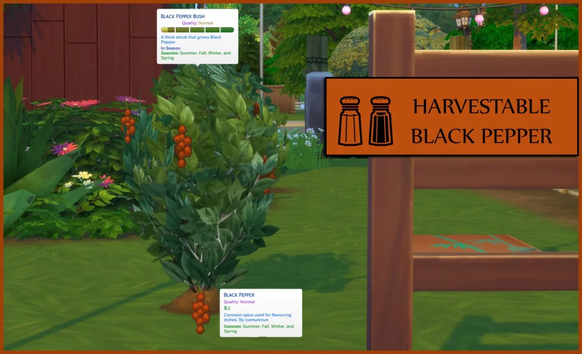 Harvestable Black Pepper