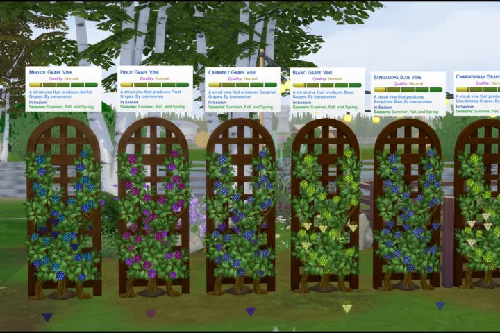 HARVESTABLE GRAPES – 6 VARIETIES