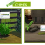 Harvestable Chives