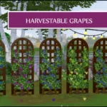 HARVESTABLE GRAPES – 6 VARIETIES