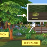 HARVESTABLE CINNAMON AND ROSEMARY