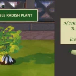 Harvestable Daikon/Radish