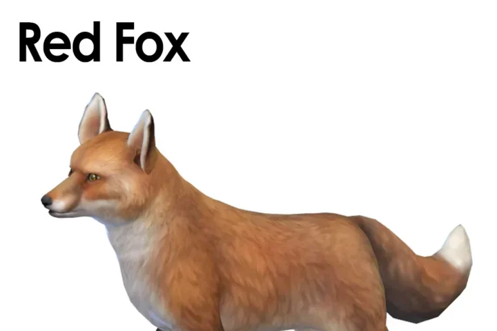 Red Fox