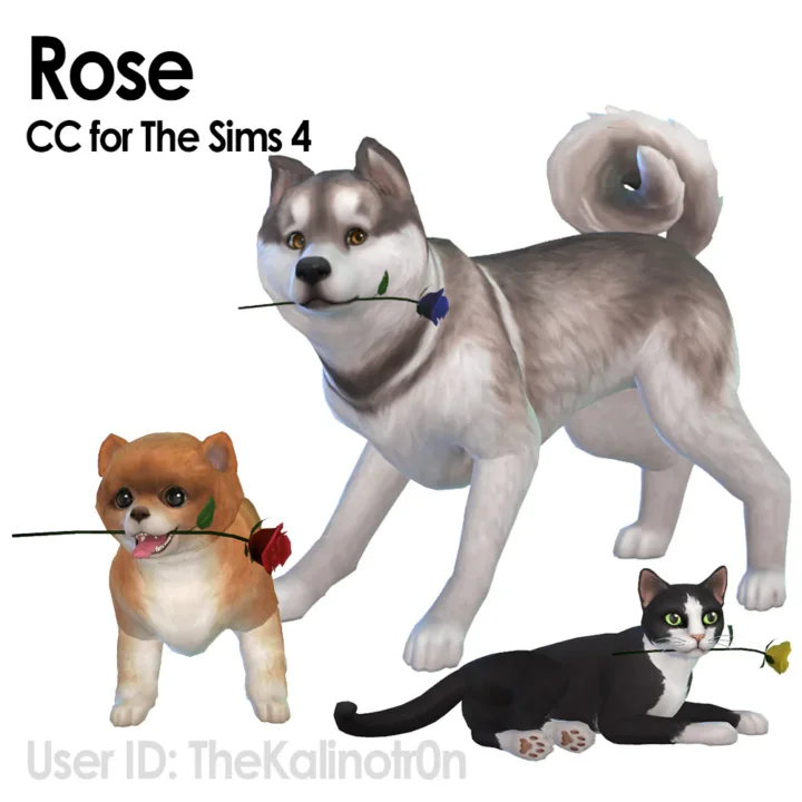 Rose