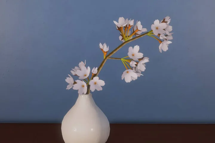 Cherry blossom branches in vase