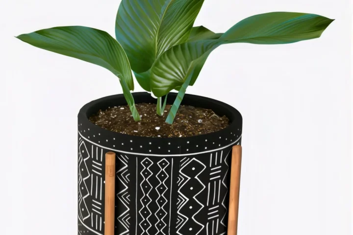Boho plant #1