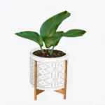 Boho plant #1