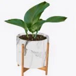 Boho plant #1