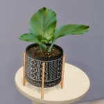Boho plant #1