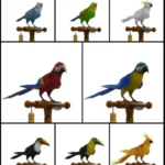 Birds (Part 1)