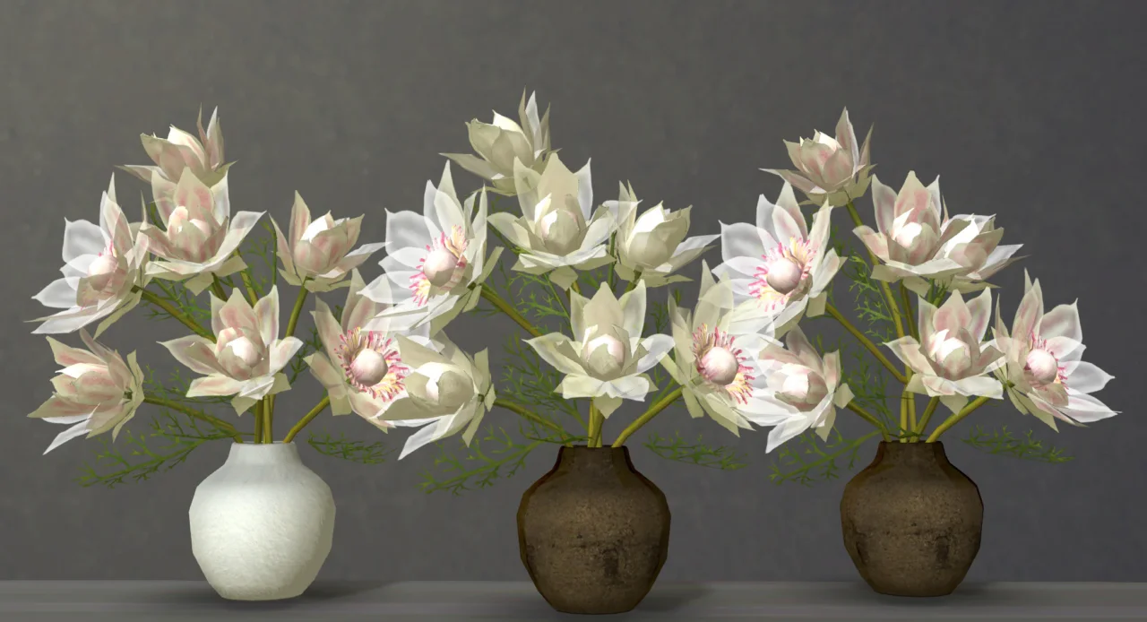 Serruria Florida in vase