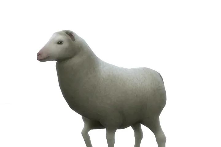Sheeps for the Animal Shed
