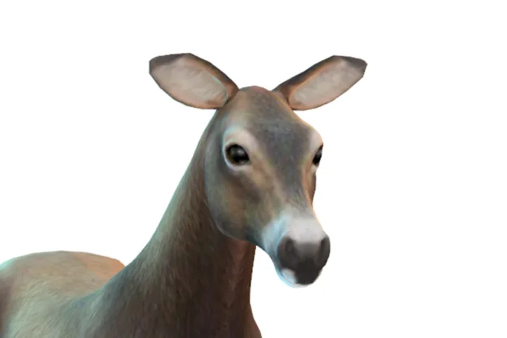 Side Ears - Horses