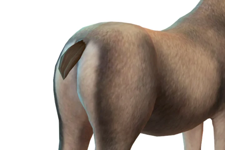 Deer Tail