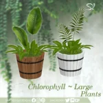 Chlorophyll Large Plants 🌿