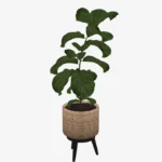 Sierra plants - set