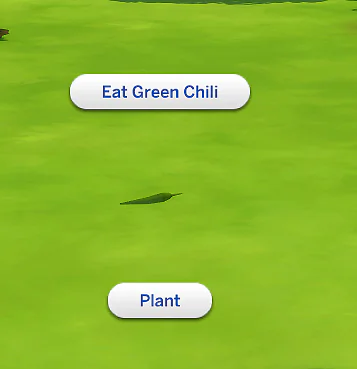 HARVESTABLE GREEN CHILI