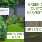 HARVESTABLE GREEN CHILI