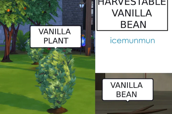 Harvestable Vanilla Bean
