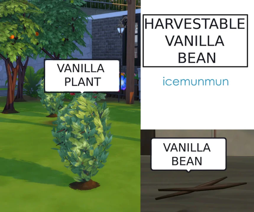 Harvestable Vanilla Bean
